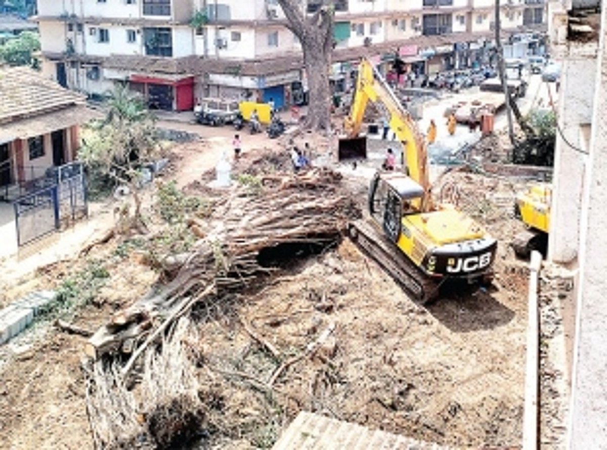 Smart City officials ‘trans locate’ Panjim’s lungs  by ‘butchering’ 200-yr-old tree