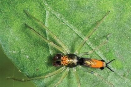 Smile.. you charming multi legged ones