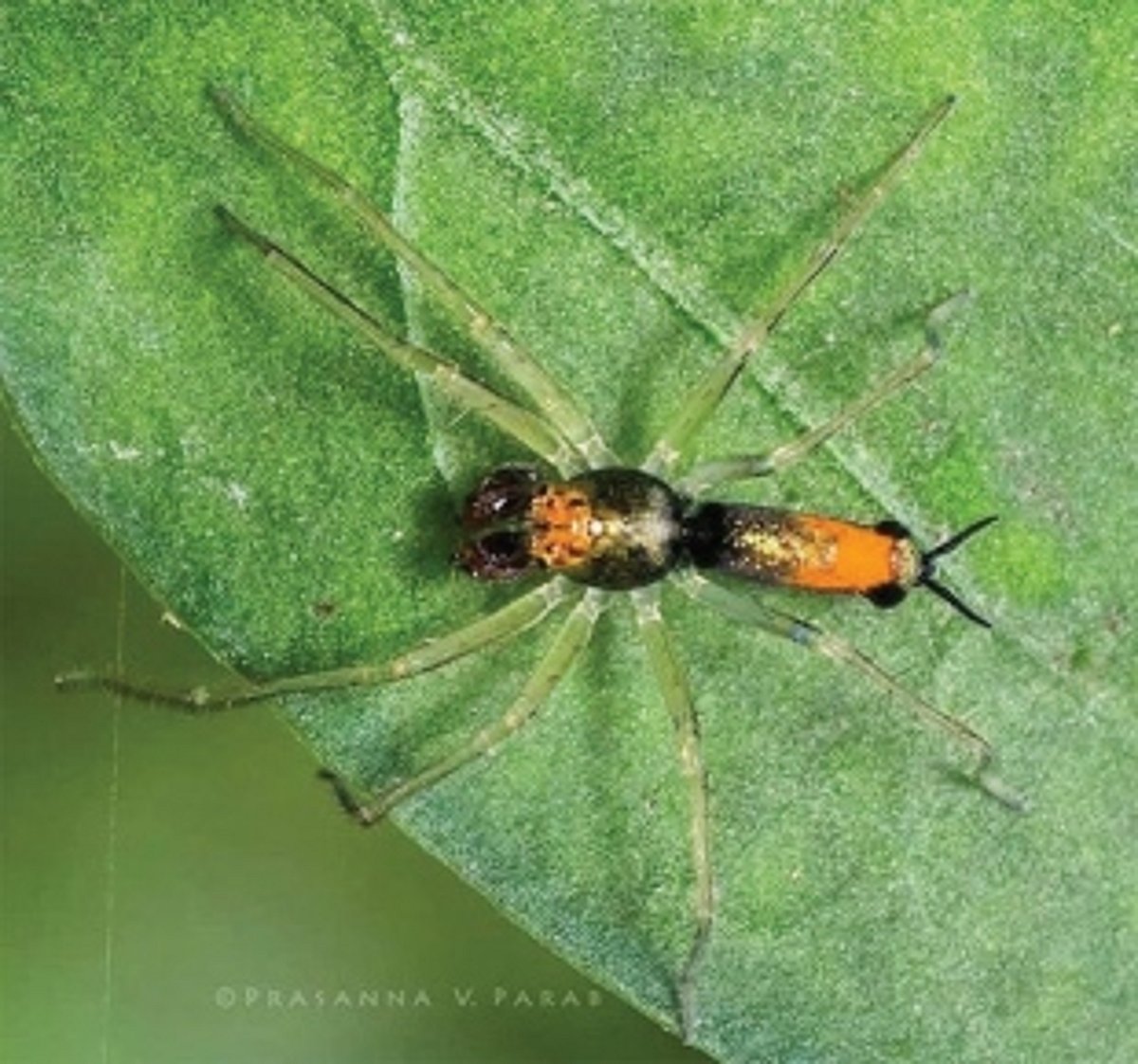 Smile.. you charming multi legged ones