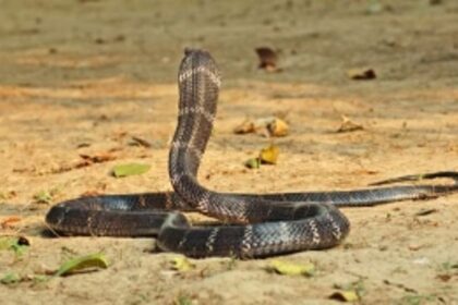 Snake catcher held for keeping king cobra