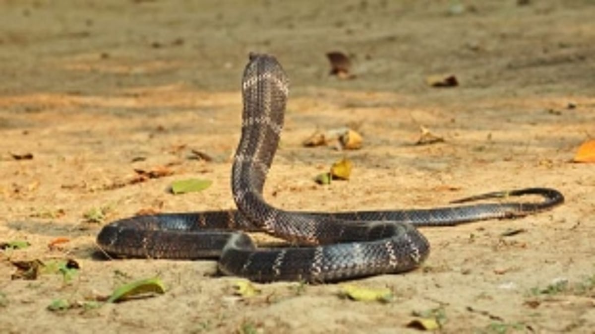 Snake catcher held for keeping king cobra