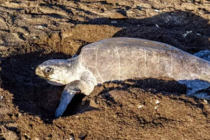 So far, 50 turtles lay eggs at Galgibaga and Agonda