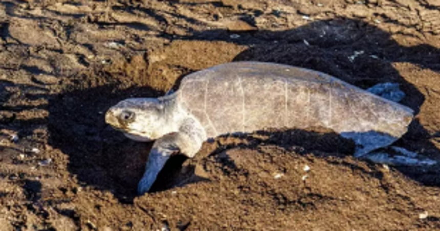 So far, 50 turtles lay eggs at Galgibaga and Agonda