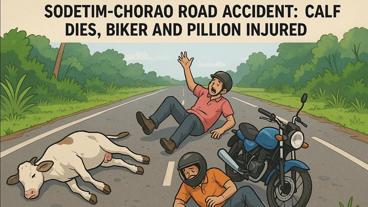 Sodetim-Chorao Road Accident: Calf Dies, Biker and Pillion Injured