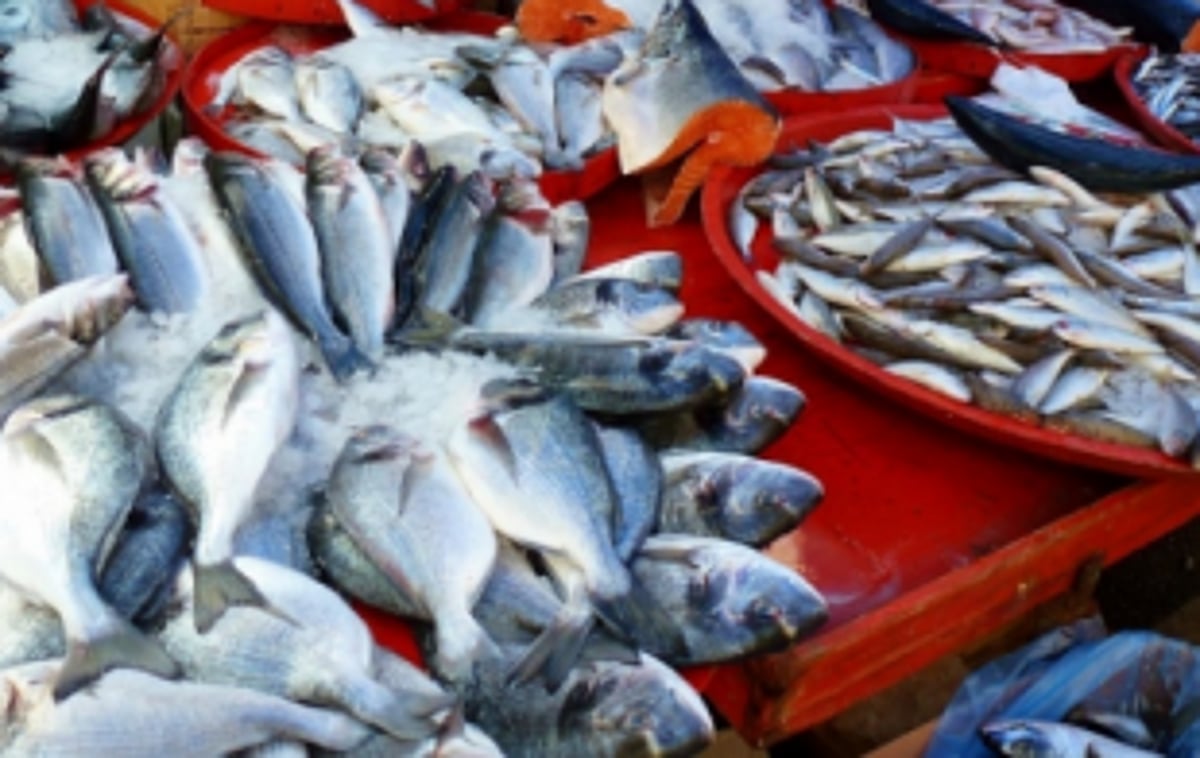 Solution to open SGPDA wholesale  fish market soon, HC informed