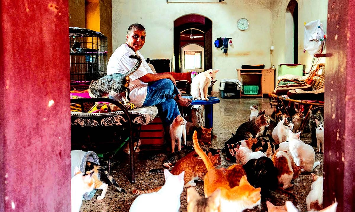 Sonia Smart’s Cat Sanctuary at Olaulim
gives forgotten felines the life they deserve