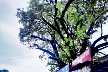 South Goa Collector orders inquiry into overzealous tree cutting