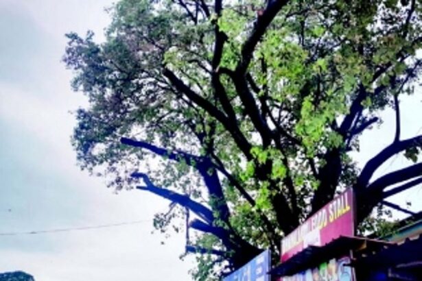 South Goa Collector orders inquiry into overzealous tree cutting