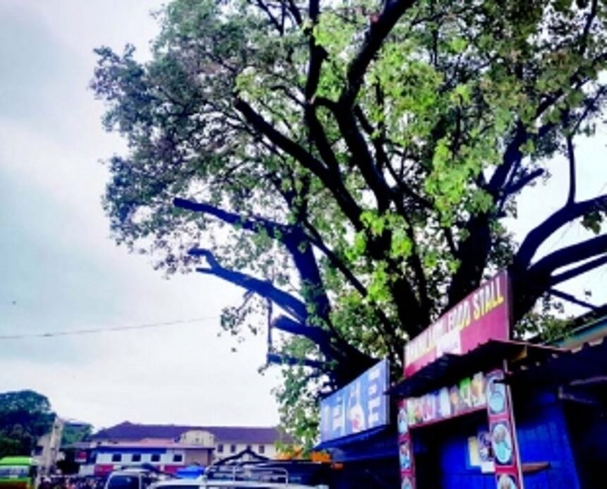 South Goa Collector orders inquiry into overzealous tree cutting 1 South Goa Collector orders inquiry into overzealous tree cutting