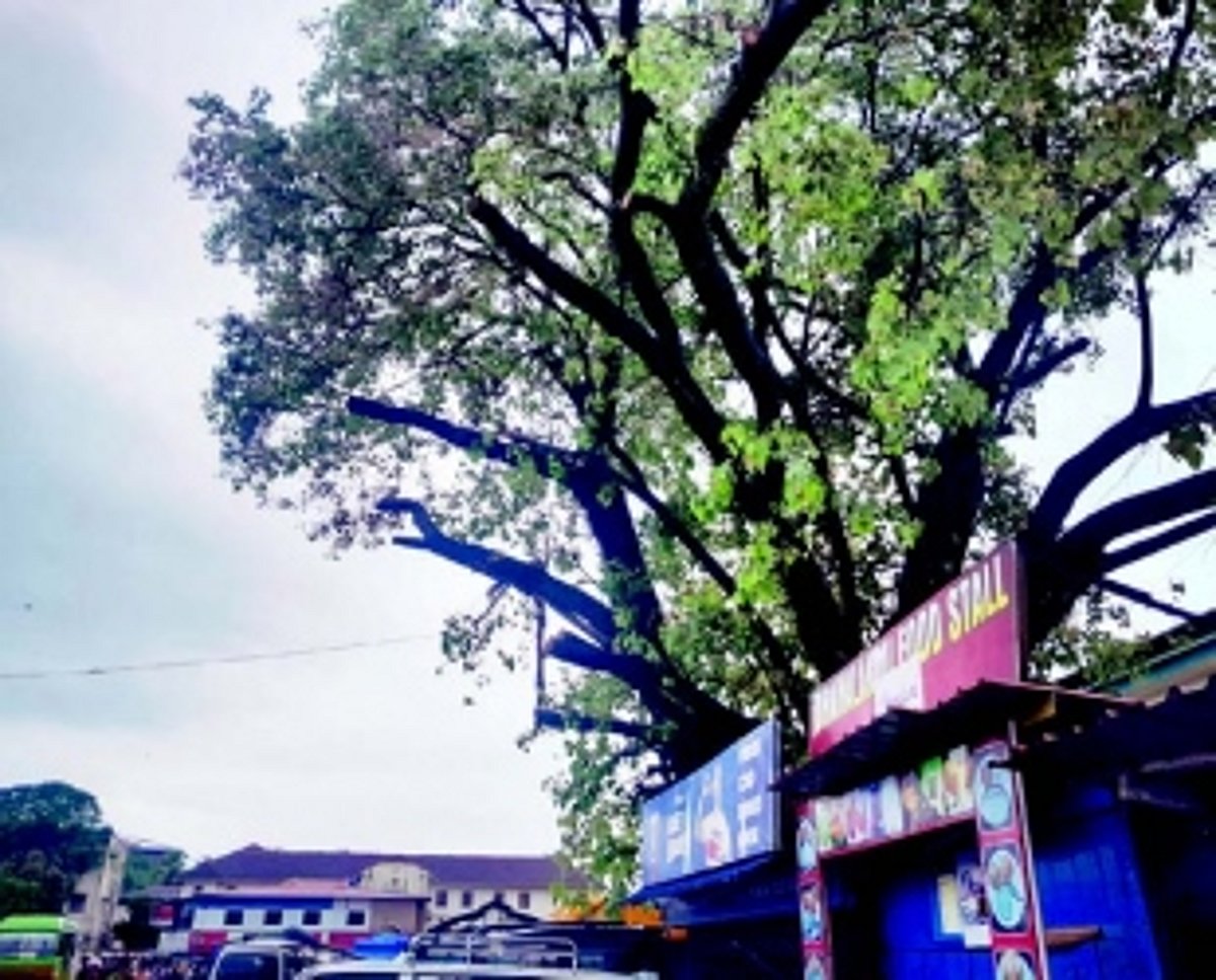 South Goa Collector orders inquiry into overzealous tree cutting