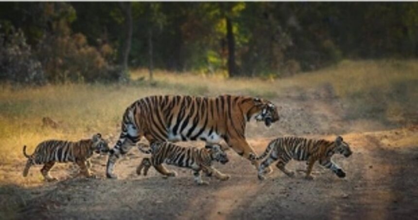 South Goa MP Viriato Fernandes vows to raise tiger reserve issue in Parliament