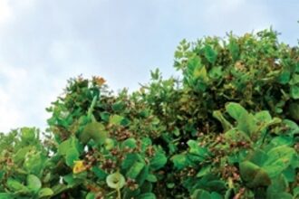 South Goa Zilla Panchayat seeks financial aid for cashew farmers hit by dip in yield