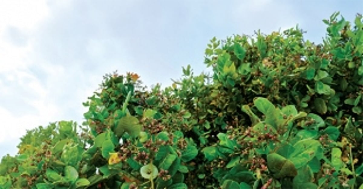 South Goa Zilla Panchayat seeks financial aid for cashew farmers hit by dip in yield