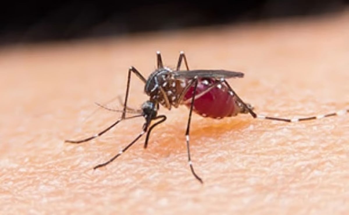 South Goa steps up fight against malaria and dengue