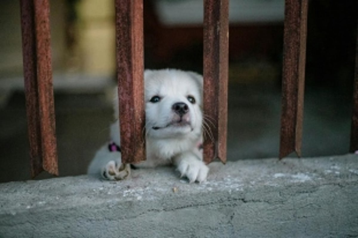 South Korea Passes Bill to Prohibit Dog Meat Consumption, Signals End of Centuries-old Practice
