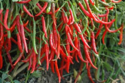 Special cover, cancellation  on ‘Khola Chilli’ released