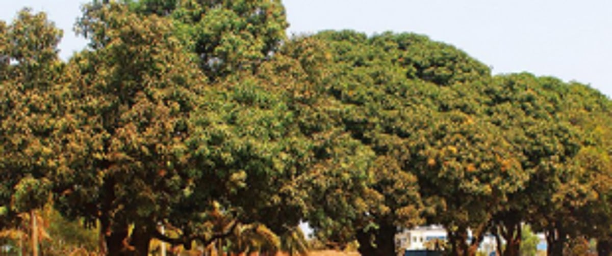 Special panel to handle age-old trees in Ponda