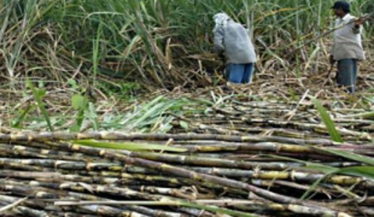Special scheme for sugarcane growers