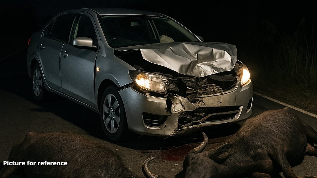 Speeding Car Kills Two Buffaloes in Kapileshwari