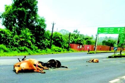 Speeding vehicle mows down three cows, calf at Khursakade-Usgao