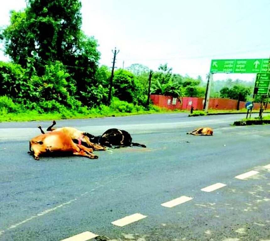 Speeding vehicle mows down three cows, calf at Khursakade-Usgao 1 Speeding vehicle mows down three cows, calf at Khursakade-Usgao