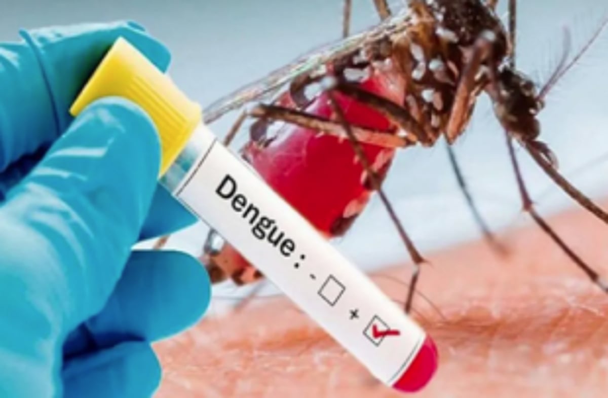 Spike in dengue cases: MMC urged to create awareness
