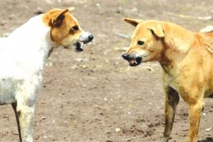 Spurt in dog bite cases at Ponda, govt urged to control stray canine population
