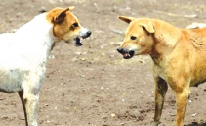 Spurt in dog bite cases at Ponda, govt urged to control stray canine population 1 Spurt in dog bite cases at Ponda, govt urged to control stray canine population