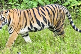 Stalemate continues: Goa delays declaration of Mhadei Wildlife Sanctuary as Tiger Reserve