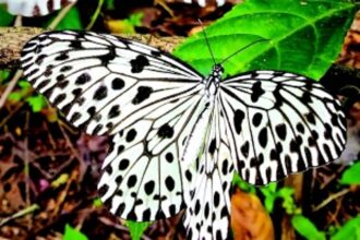 ’State Butterfly of Goa’ needs attention, protection