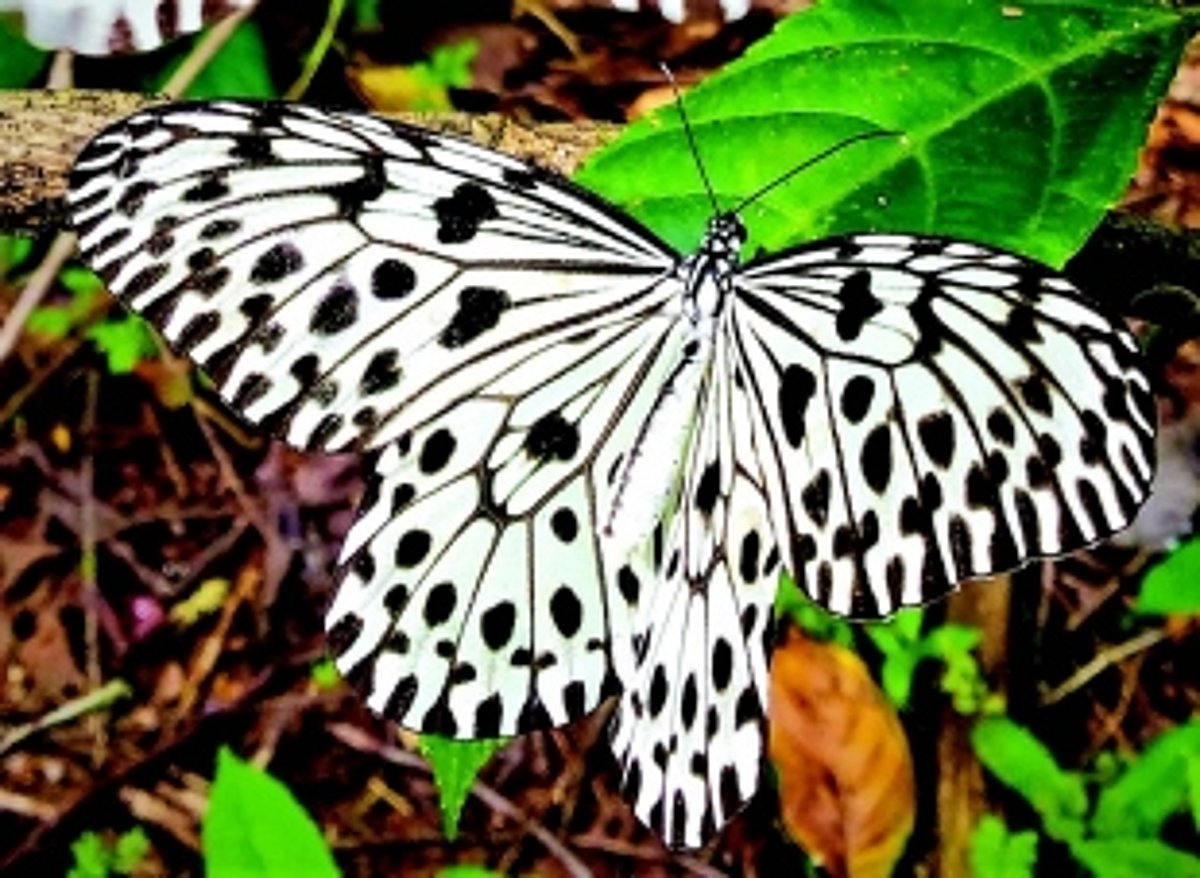 ’State Butterfly of Goa’ needs attention, protection