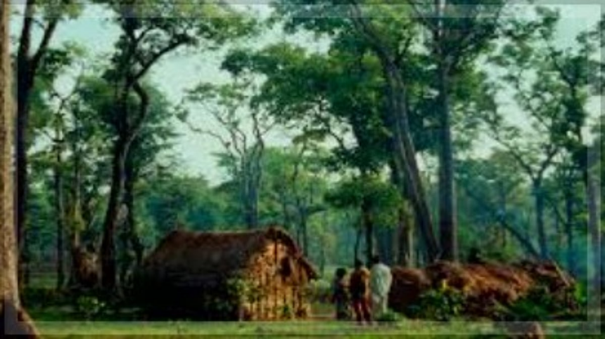 Forest Department files FIR over alleged illegal felling of coconut trees in Betim 1 State Government Intensifies Action on Pending Forest Settlement Rights