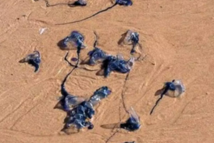 State beaches see rise in jellyfish sting incidents