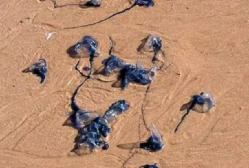 State beaches see rise in jellyfish sting incidents 1 State beaches see rise in jellyfish sting incidents