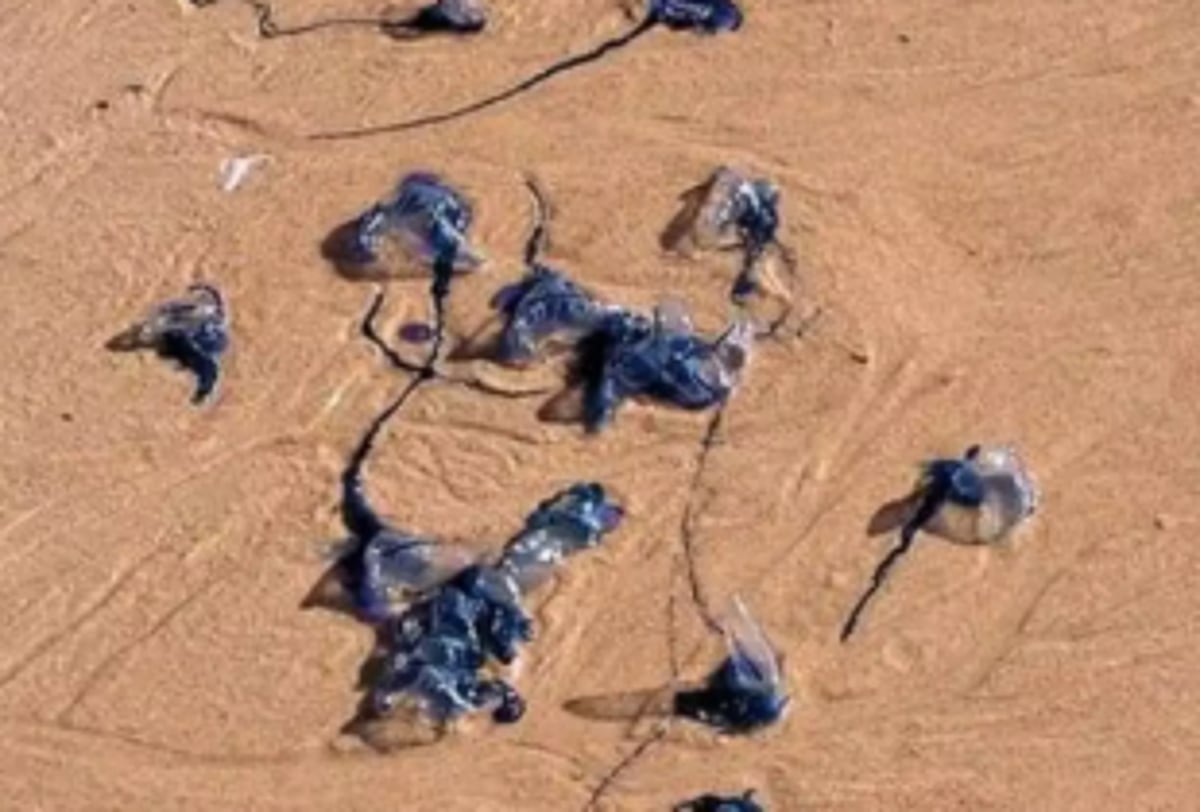 State beaches see rise in jellyfish sting incidents