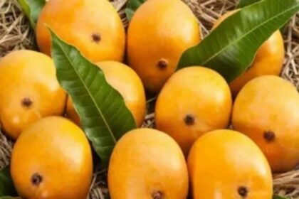 State begins process to get GI tag for Mancurad