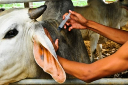 State begins vaccination drive against disease killing cattle, prohibits entry of livestock