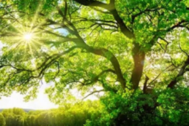 State gets 3-member  environment authority