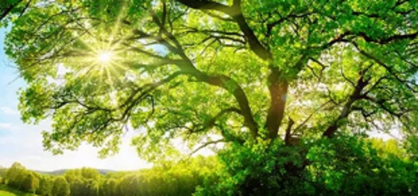 State gets 3-member  environment authority
