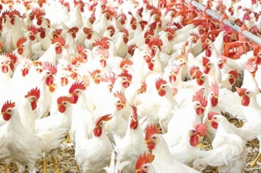 State not affected by Bird Flu: Goa Poultry Assn 1 State not affected by Bird Flu: Goa Poultry Assn
