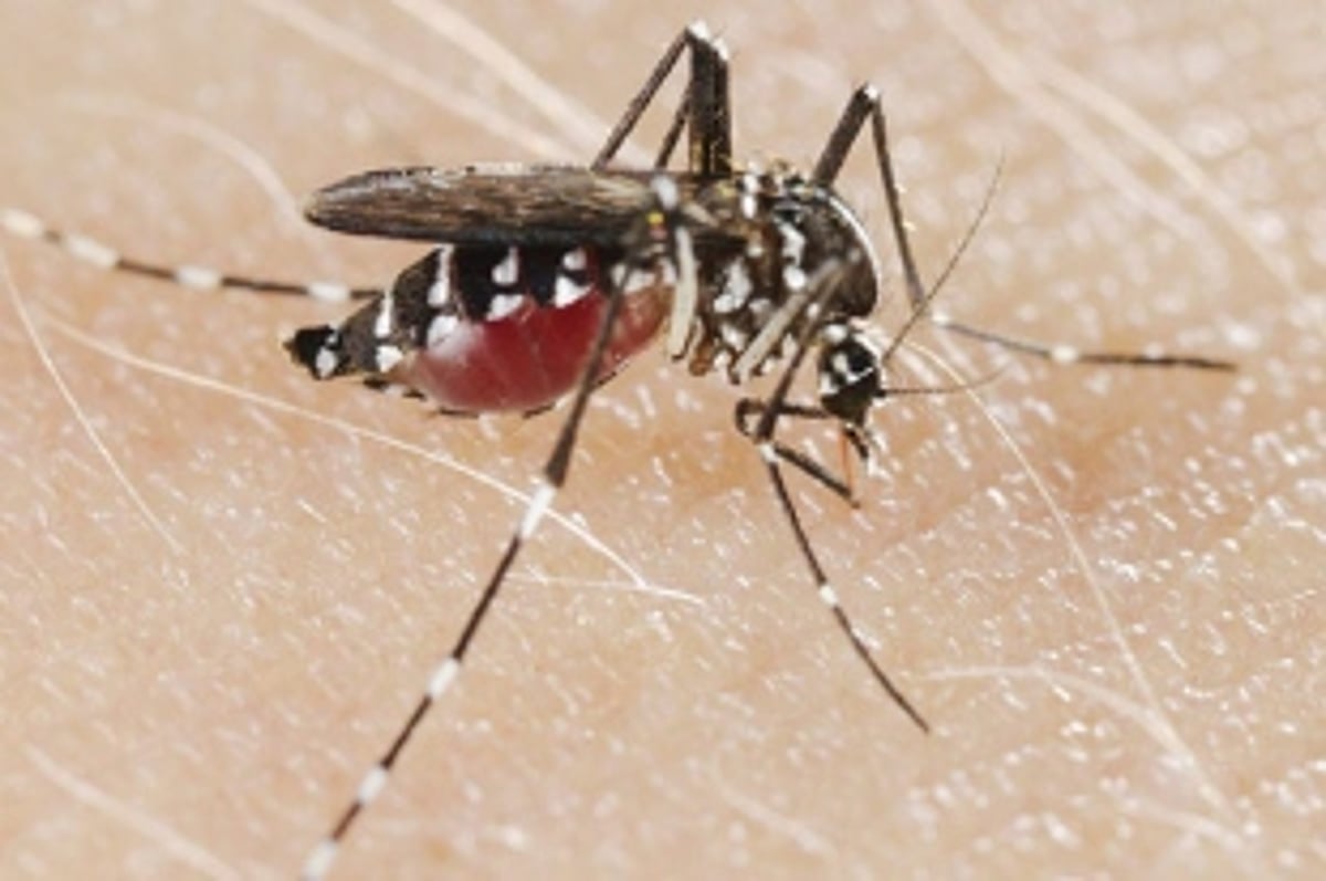 State sees 217 confirmed dengue cases this year