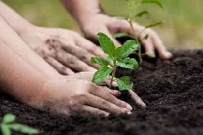 State to fulfill its due afforestation in other States