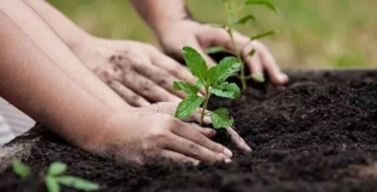 State to fulfill its due afforestation in other States