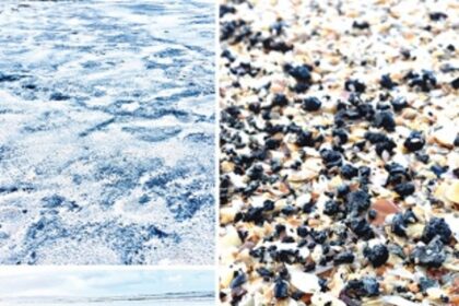 State’s coastline under tarballs’ threat