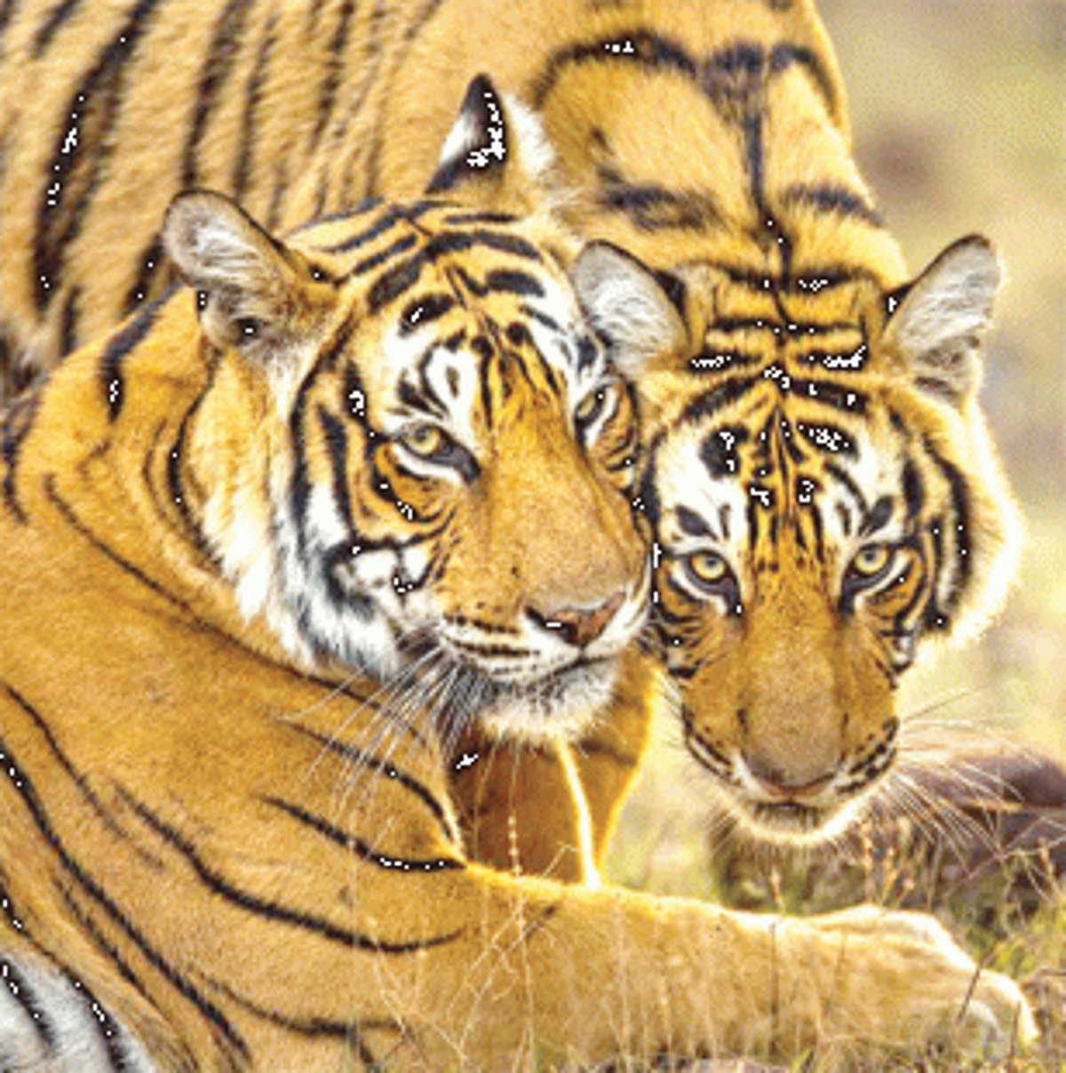 State’s lone Bondla Zoo undergoing  revamp likely to have pair of tigers