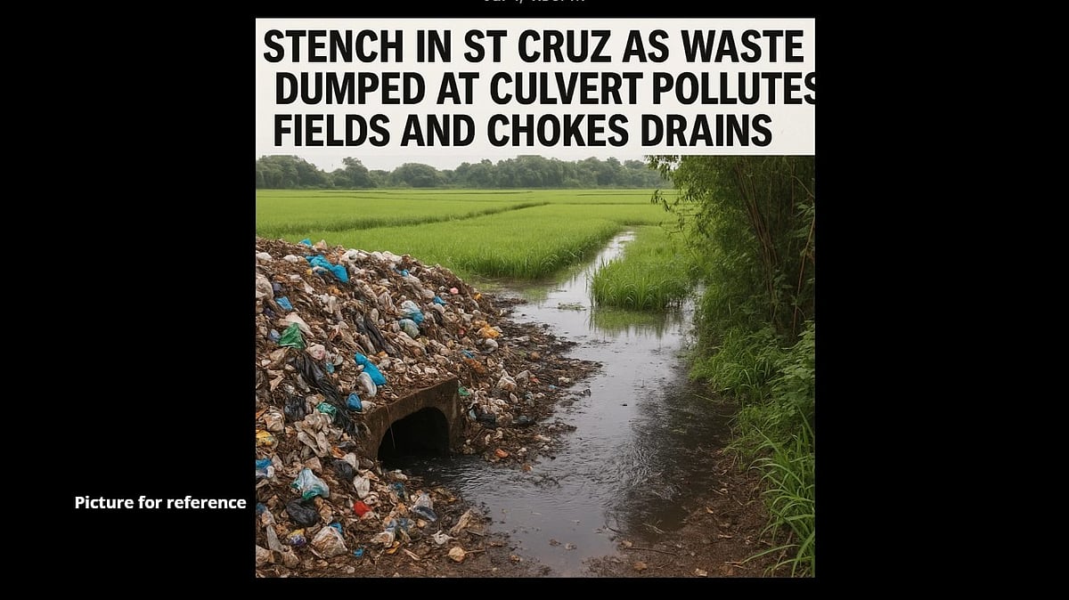 Stench in St Cruz as Waste Dumped at Culvert Pollutes Fields and Chokes Drains