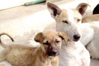 Sterilisation is the way forward