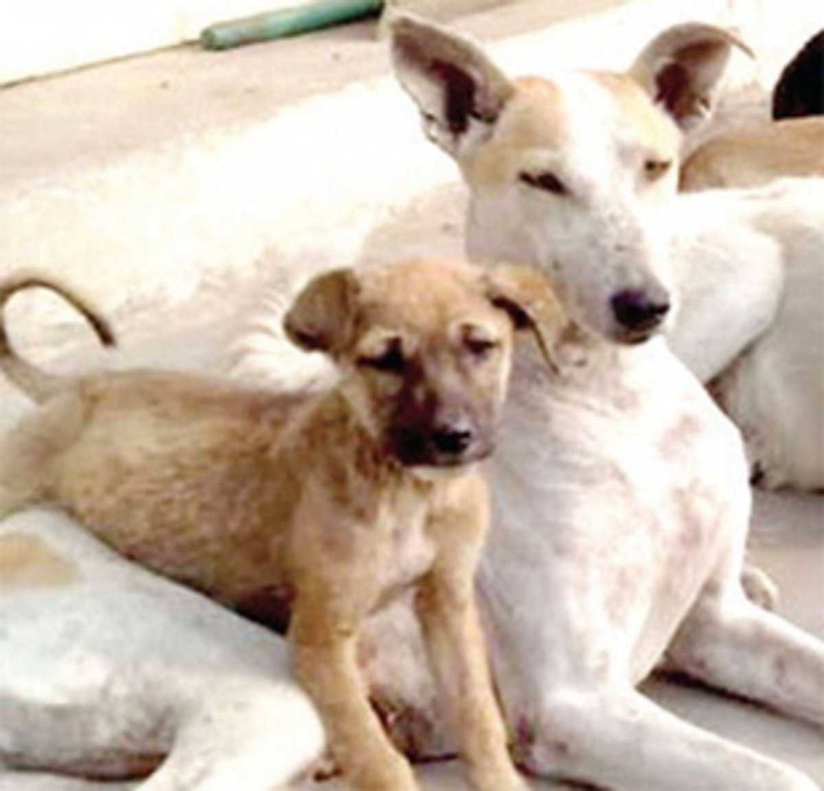 Sterilisation is the way forward