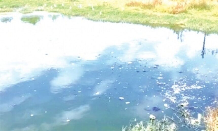 Stinking fish waste sullies agri fields in Sao Jose de Areal, farmers suffer skin diseases