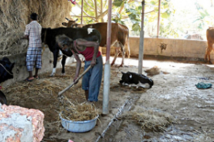 Stop cheating us with meagre milk  procurement hike: Goa Dairy farmers